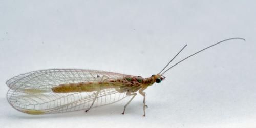 Réf. 270 805 : Chrysoperla sp.